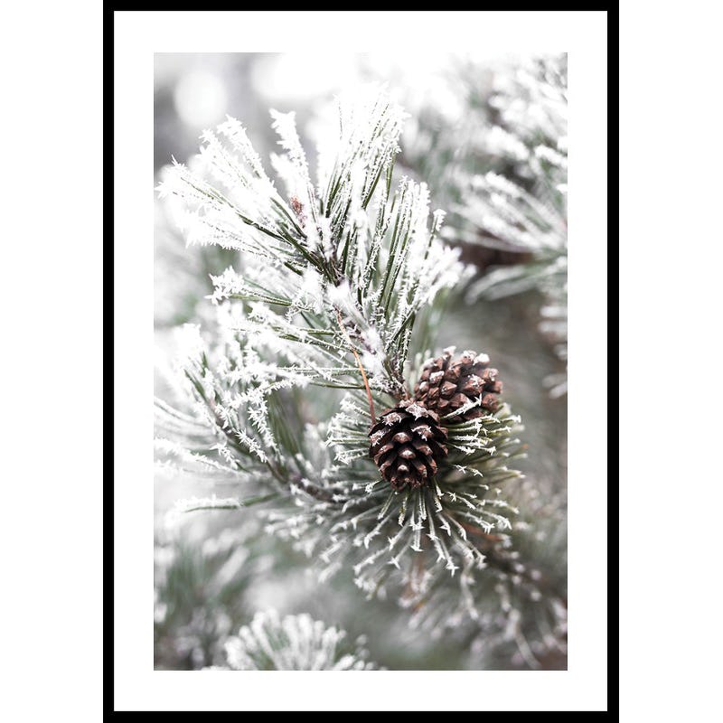 Poster Gallerix Snowy Fir Branch