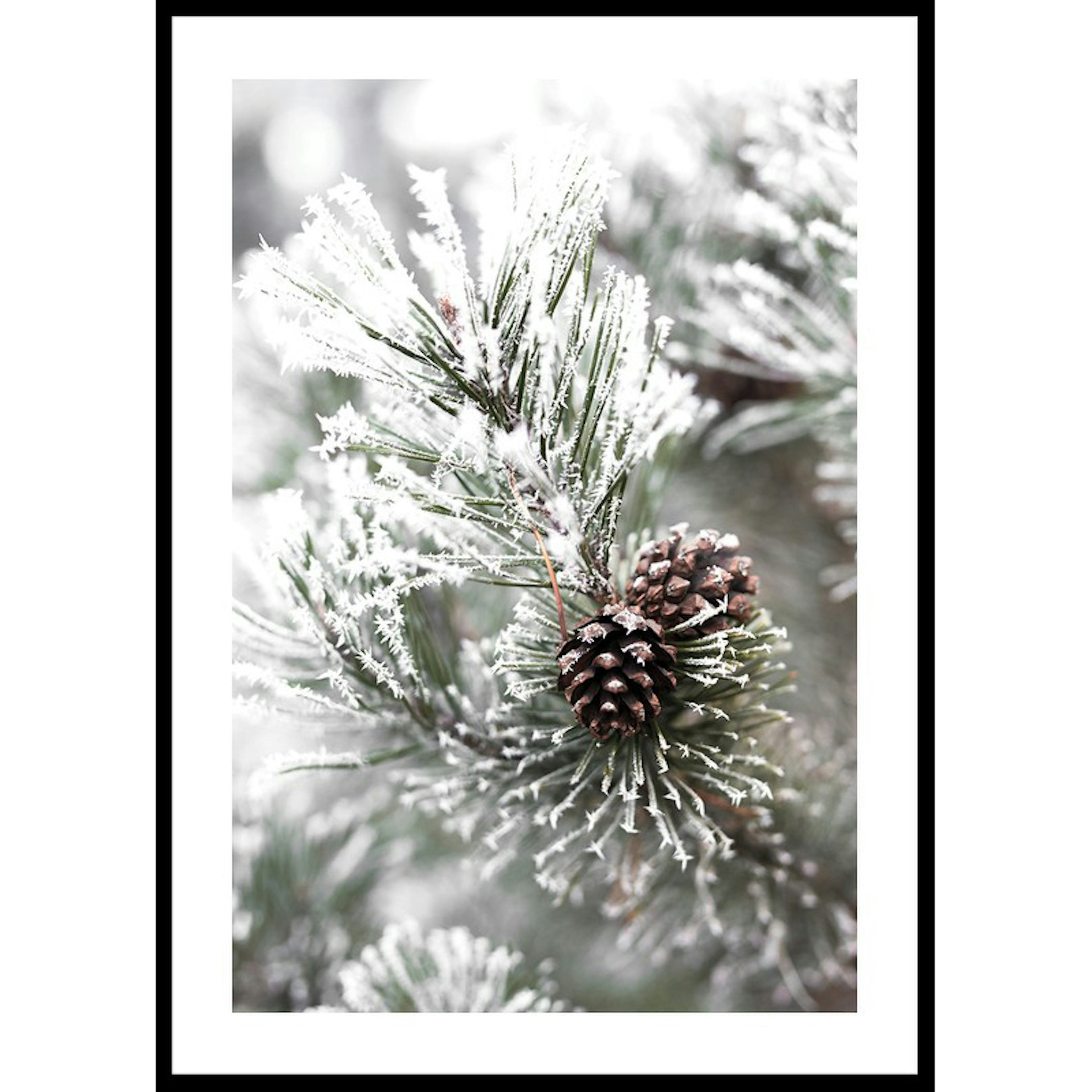 Poster Gallerix Snowy Fir Branch