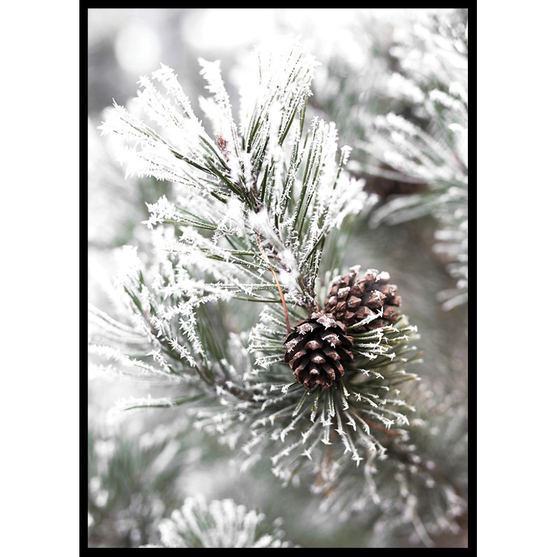 Poster Gallerix Snowy Fir Branch