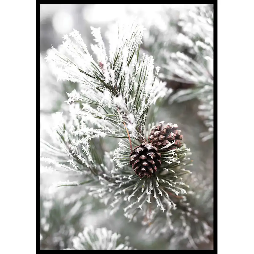 Poster Gallerix Snowy Fir Branch