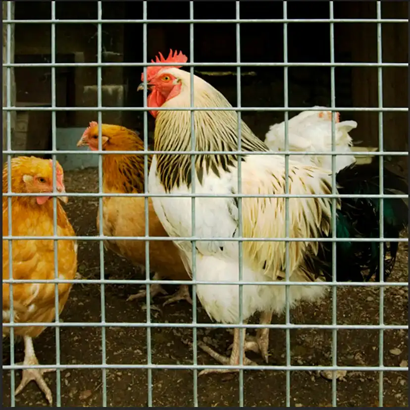 Hönsnät Fornorth 1x25 m