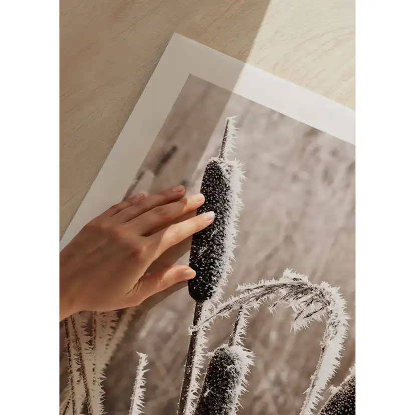 Poster Gallerix Frozen Reeds