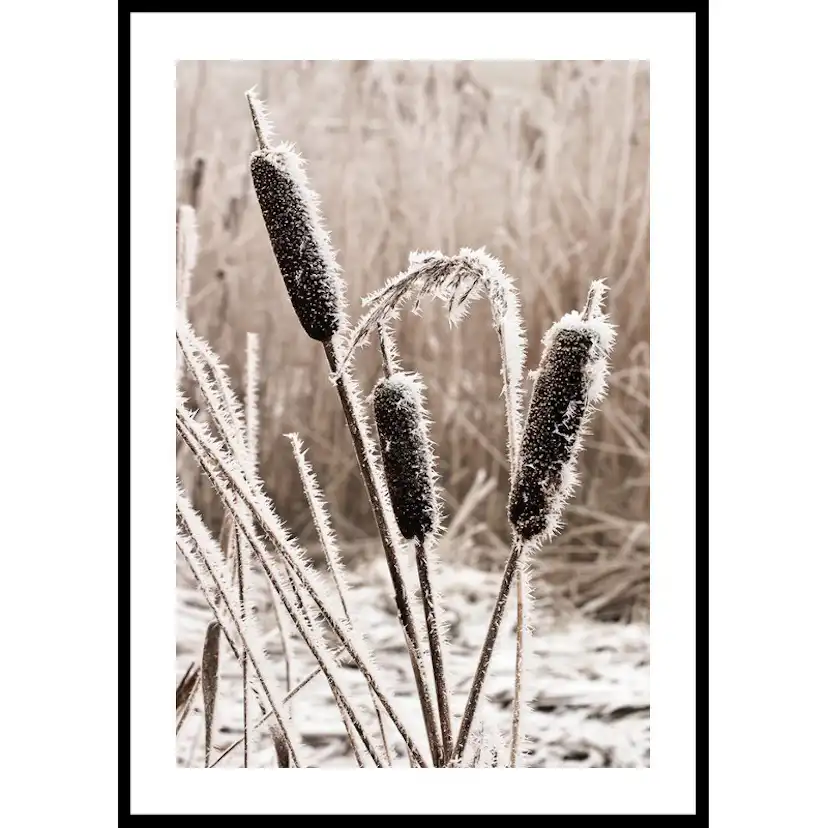 Poster Gallerix Frozen Reeds