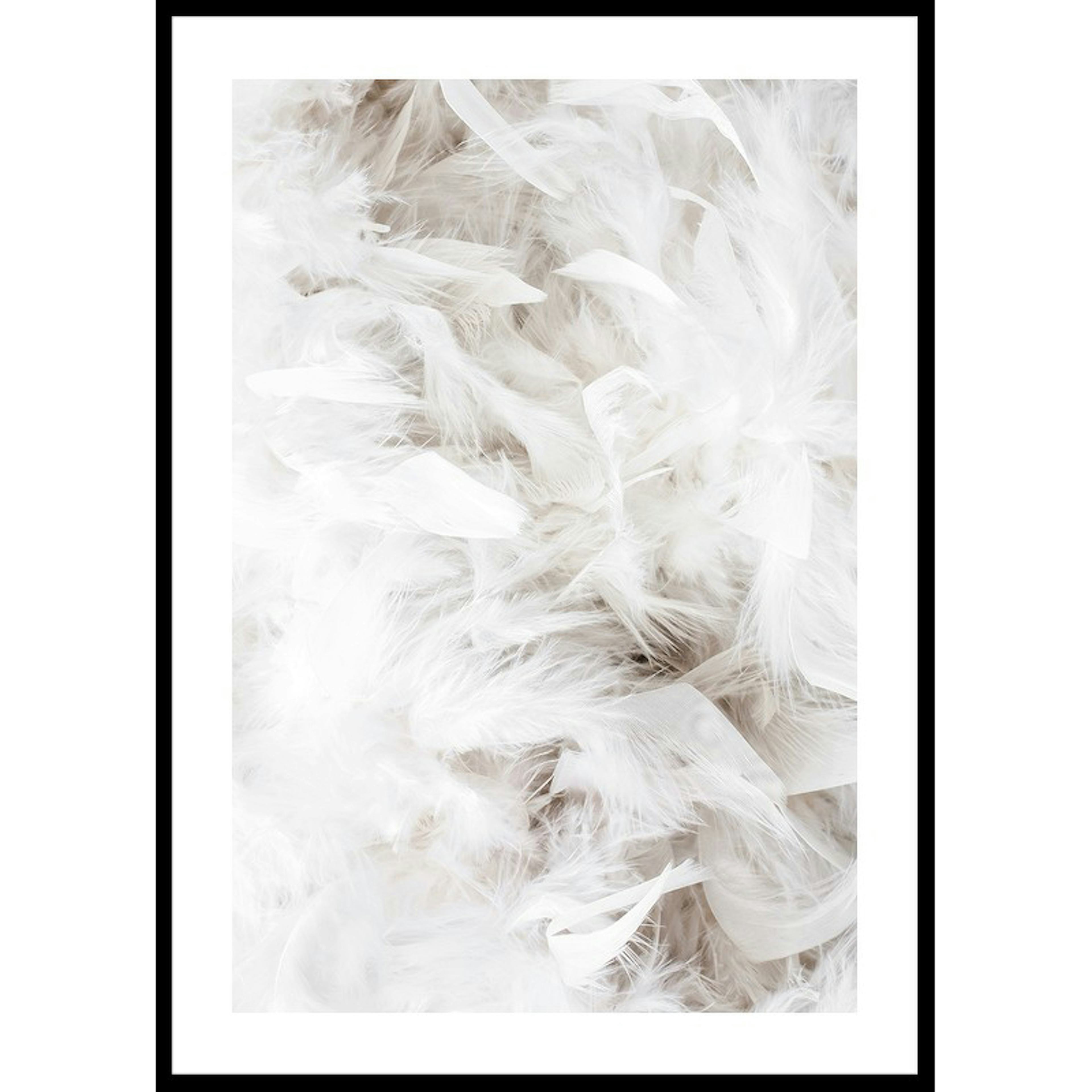 Poster Gallerix White Feathers