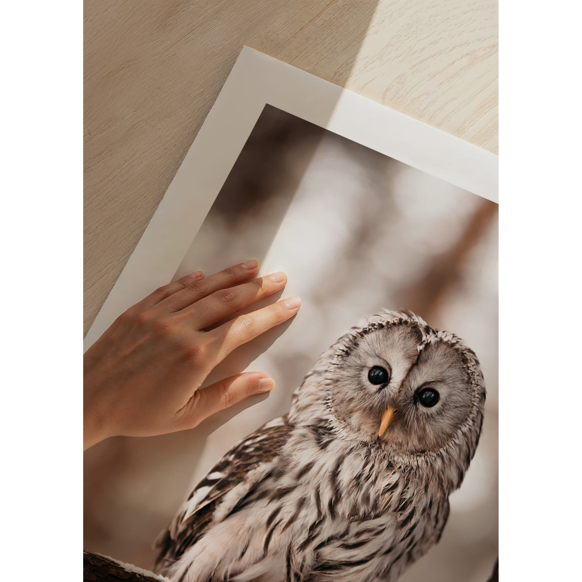 Poster Gallerix Owl