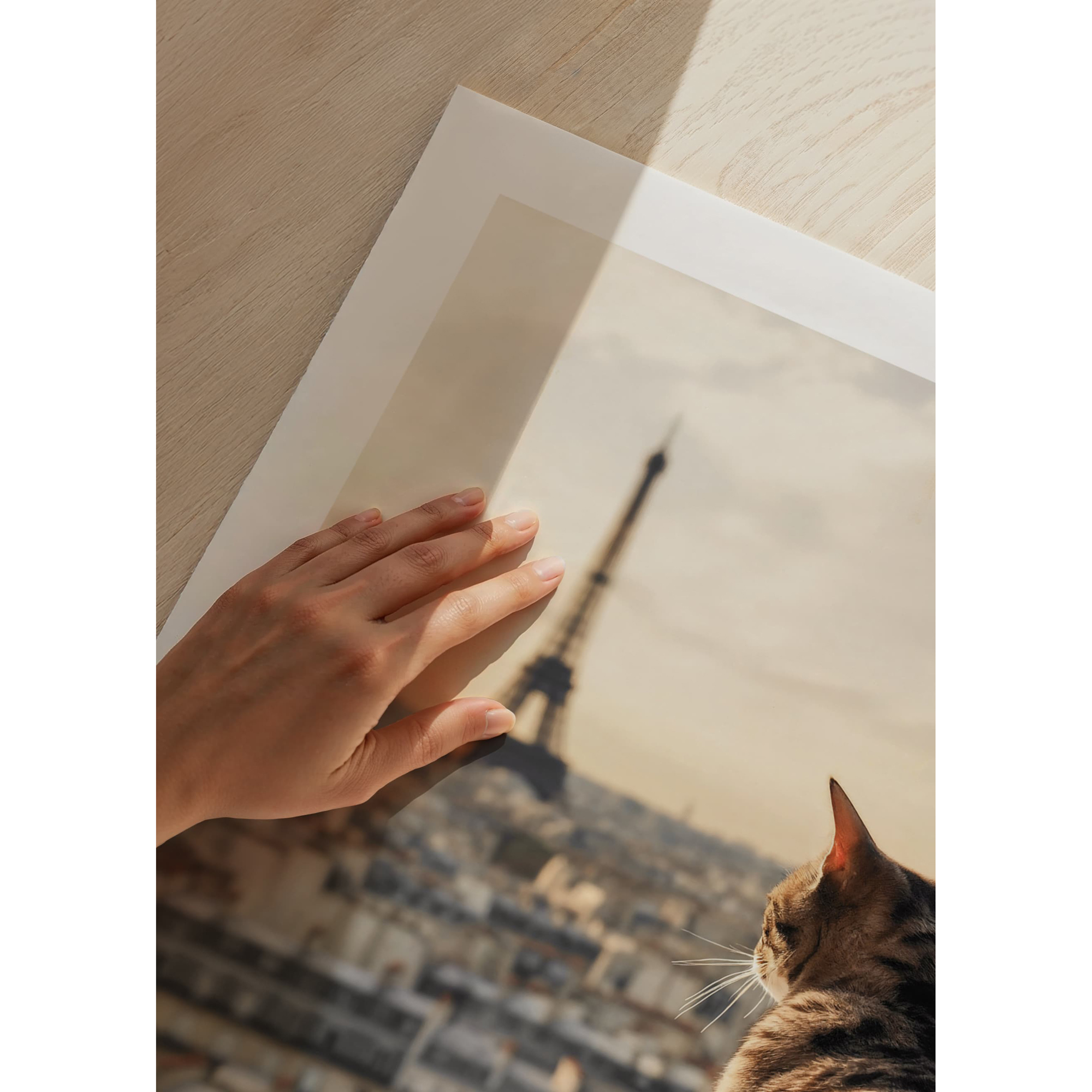 Poster Gallerix Cat In Paris