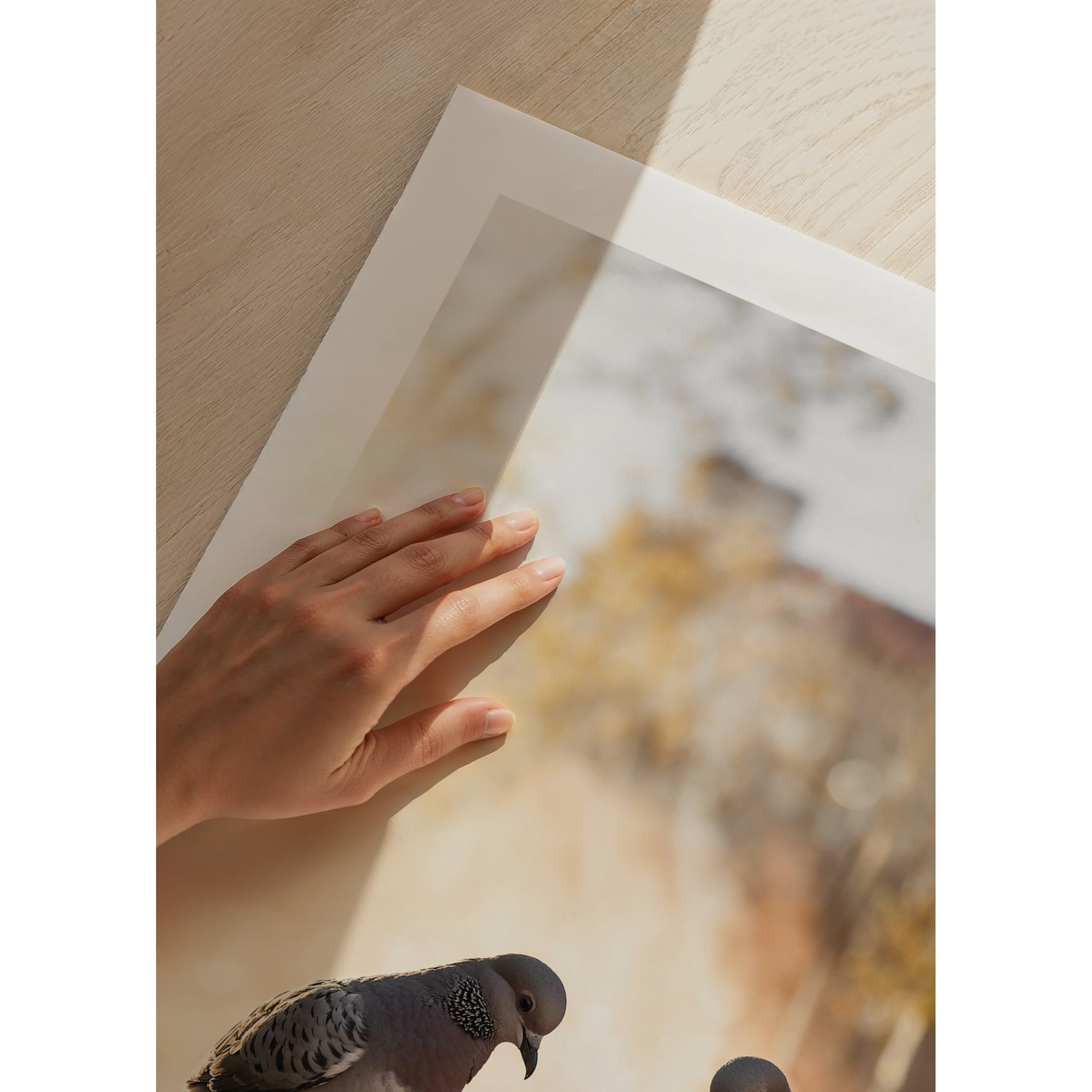 Poster Gallerix Pigeons