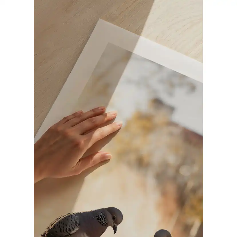 Poster Gallerix Pigeons