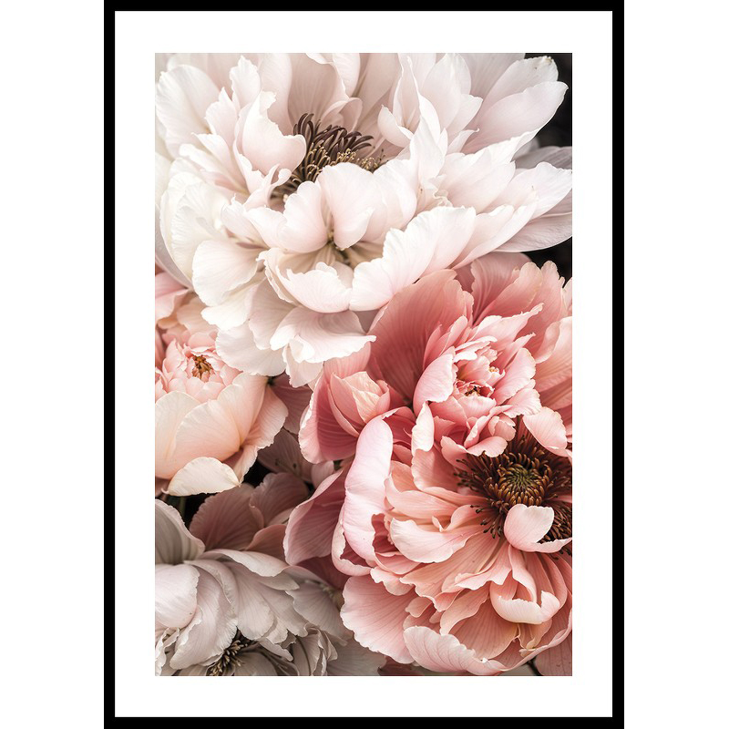 Poster Gallerix Blushing Petals