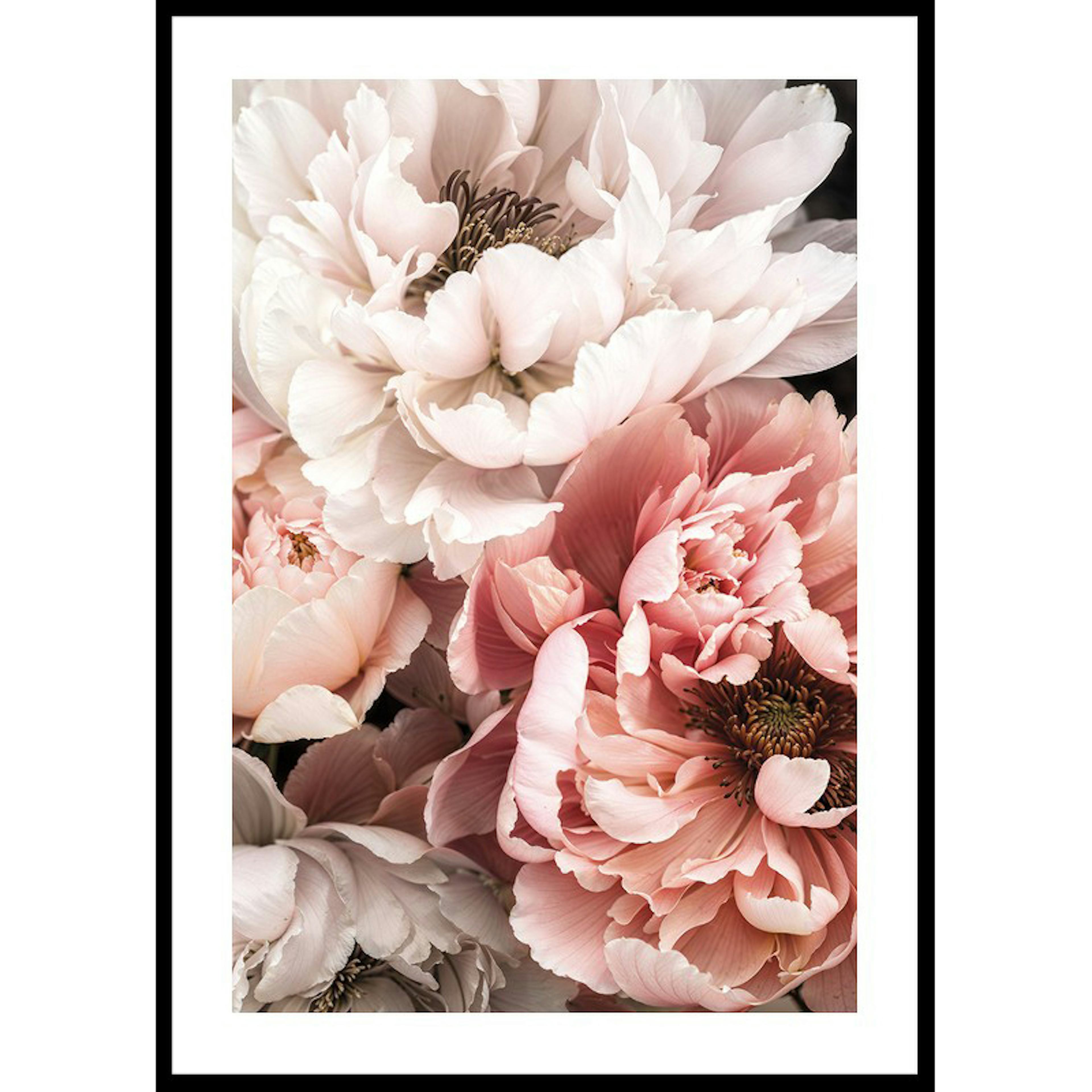 Poster Gallerix Blushing Petals