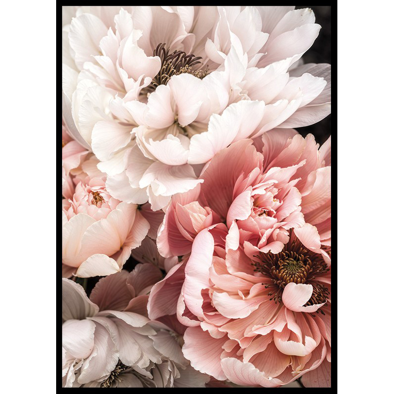 Poster Gallerix Blushing Petals