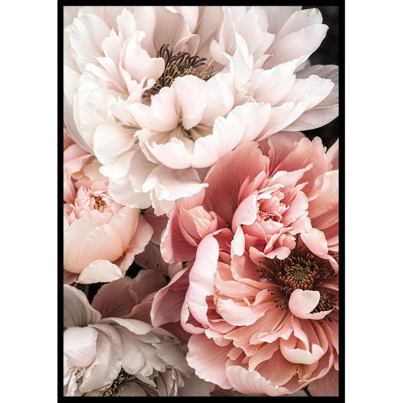 Poster Gallerix Blushing Petals