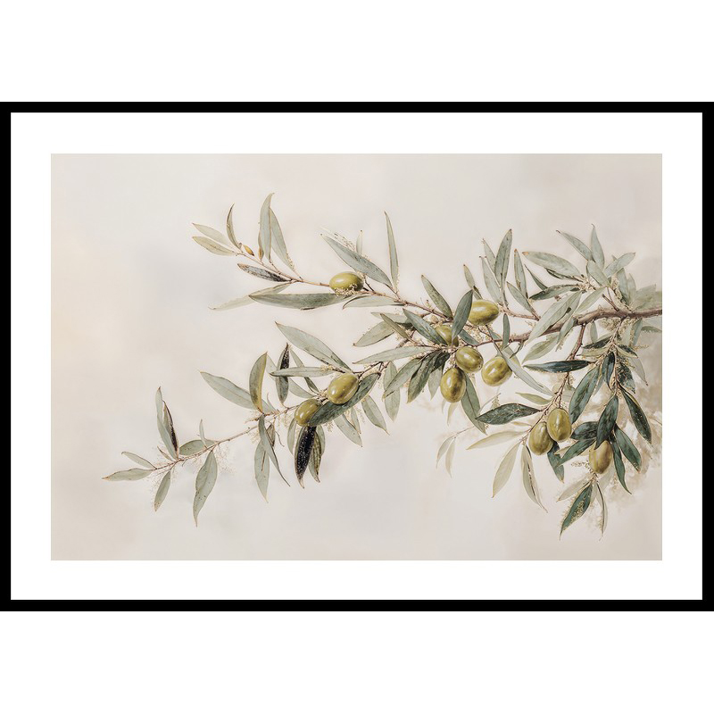 Poster Gallerix Olive Branch Aquarelle