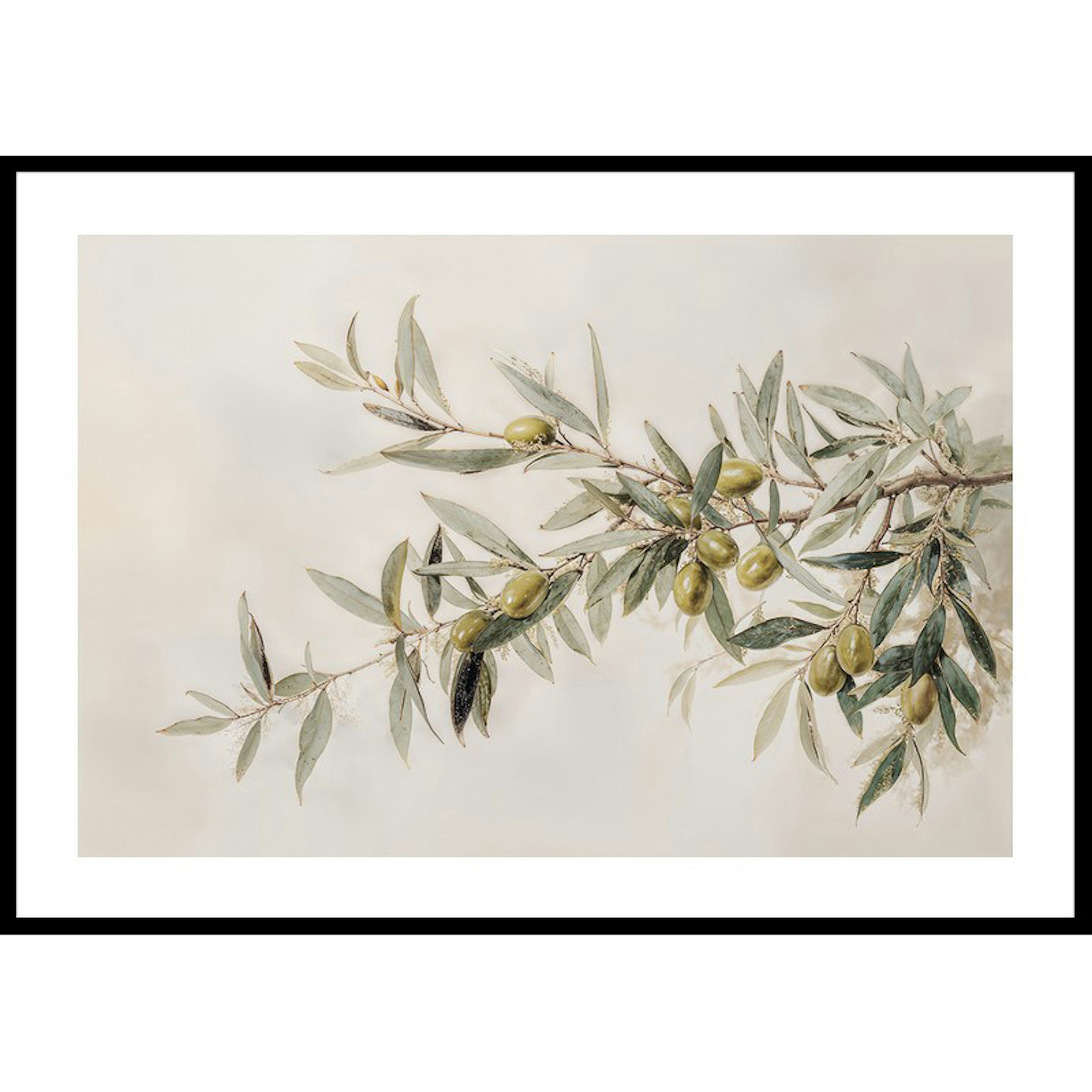 Poster Gallerix Olive Branch Aquarelle