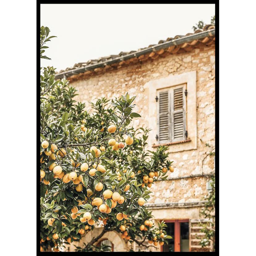 Poster Gallerix Lemon Grove Serenade