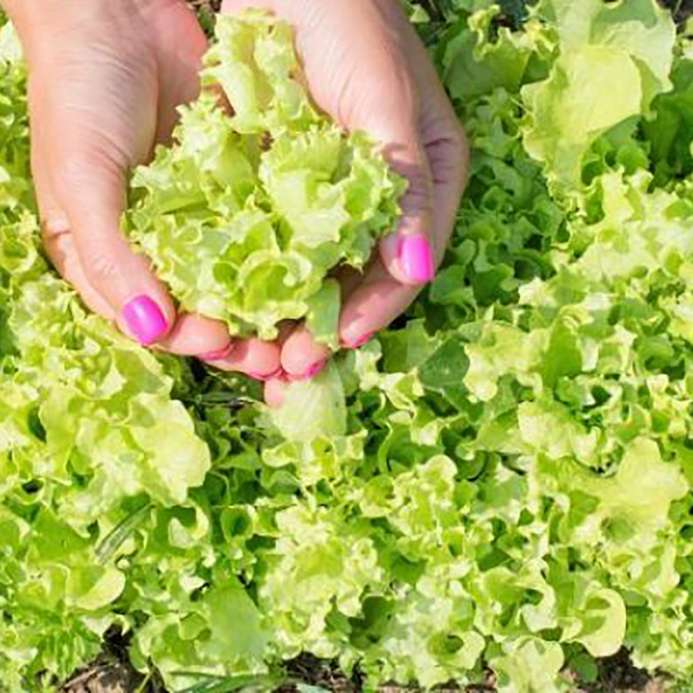 Odlingsmatta Turfquick Sallad Baby Leaf Mix