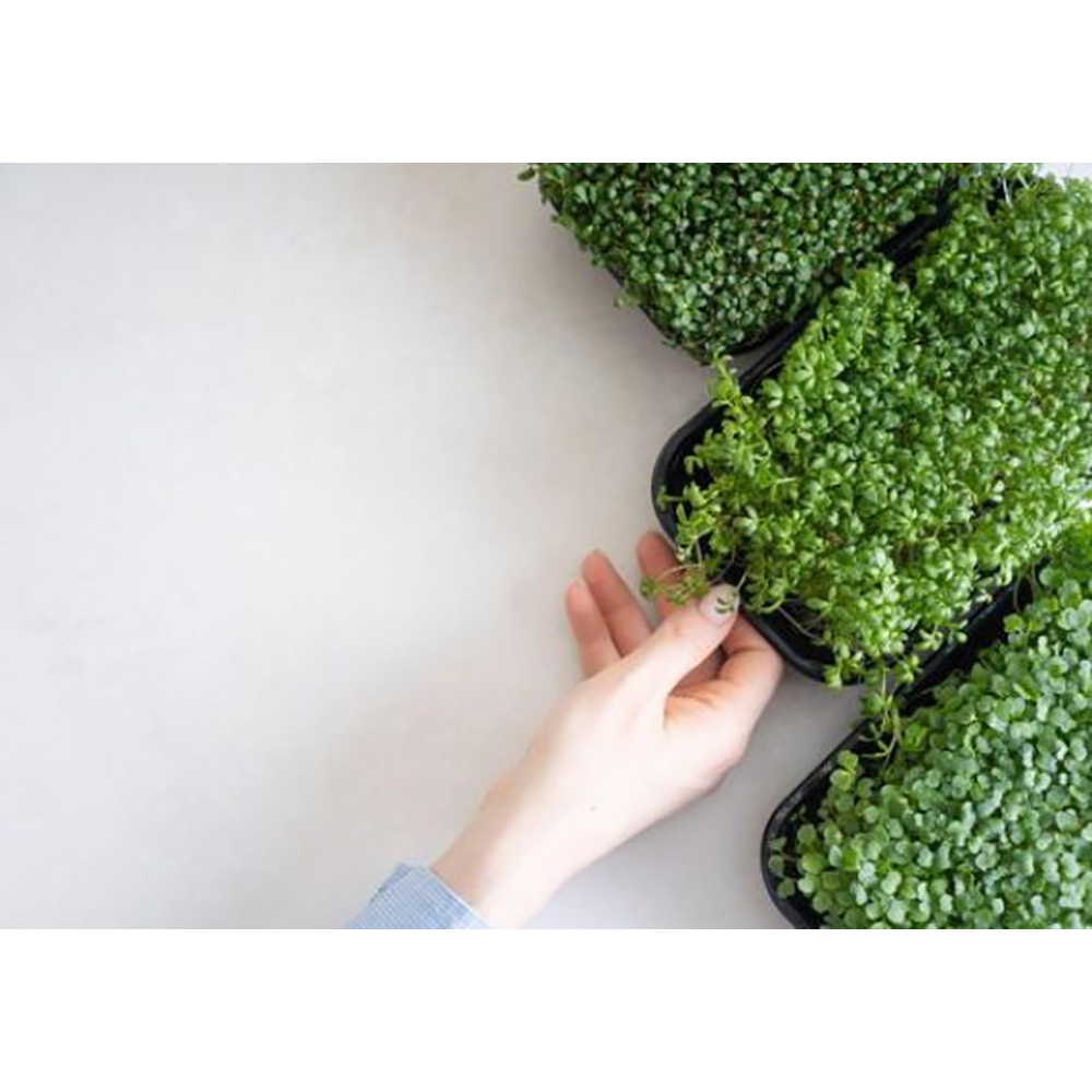 Odlingsmatta Turfquick Krasse