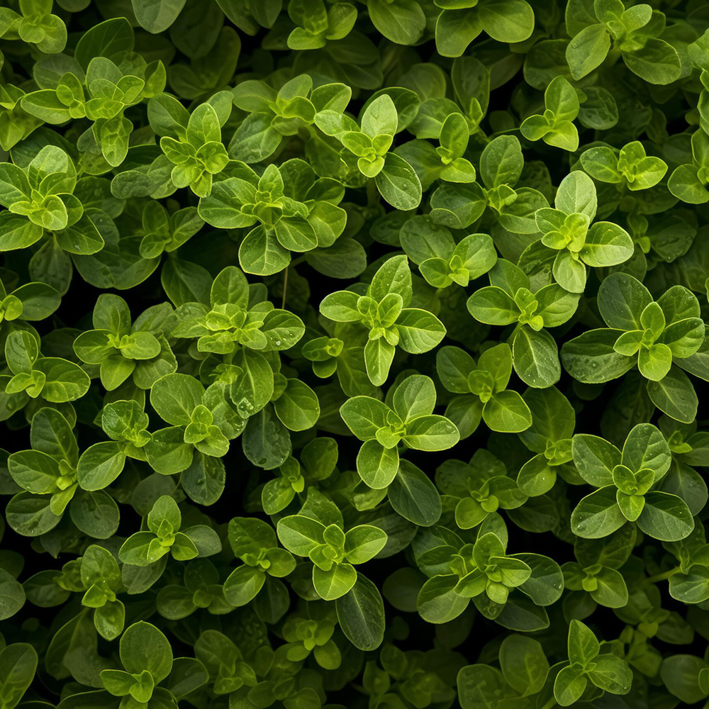 Odlingsmatta Turfquick Oregano