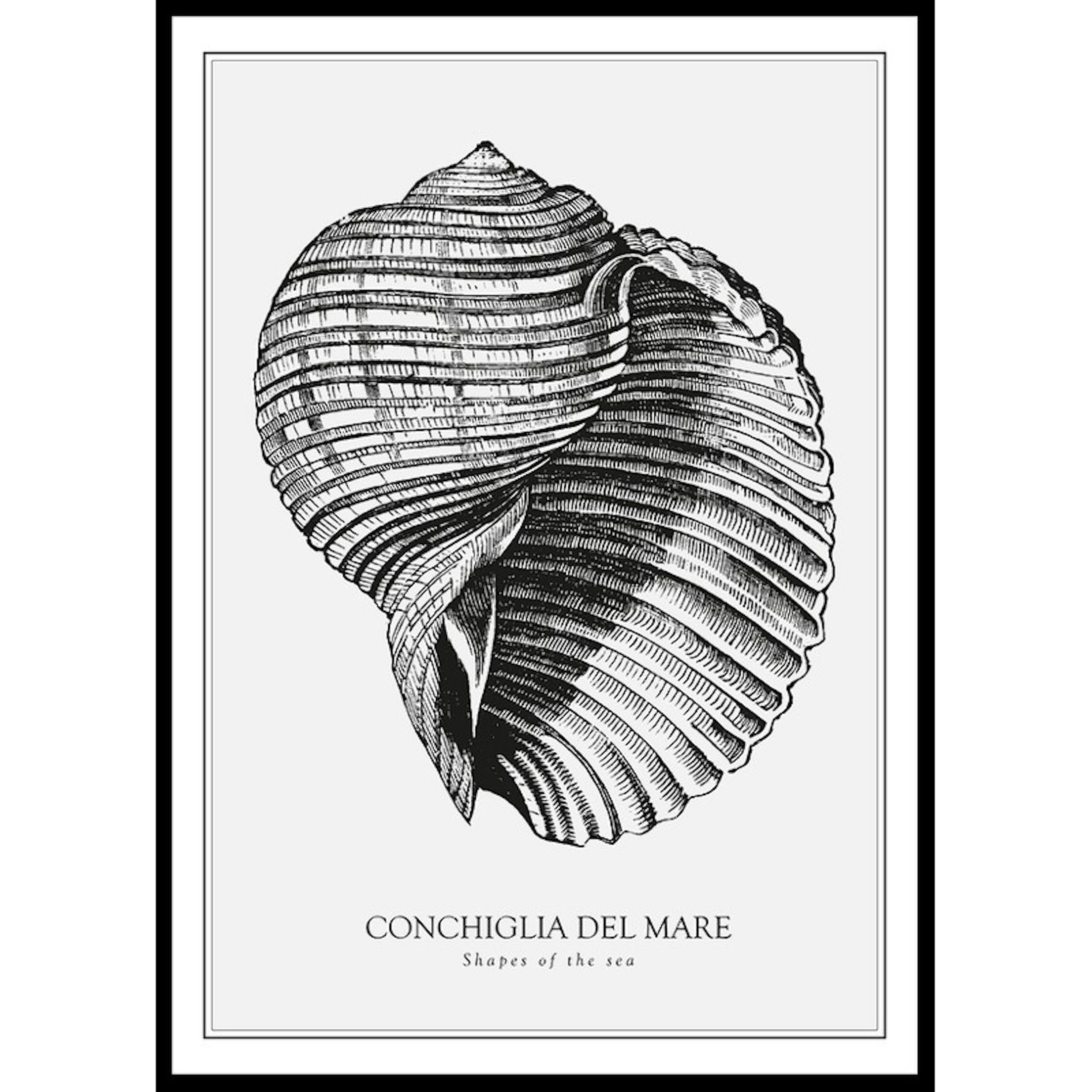 Poster Gallerix Conchiglia Del Mare