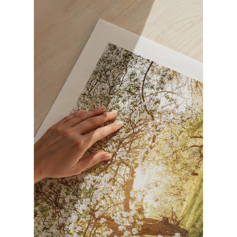 Poster Gallerix Blossom Meadow