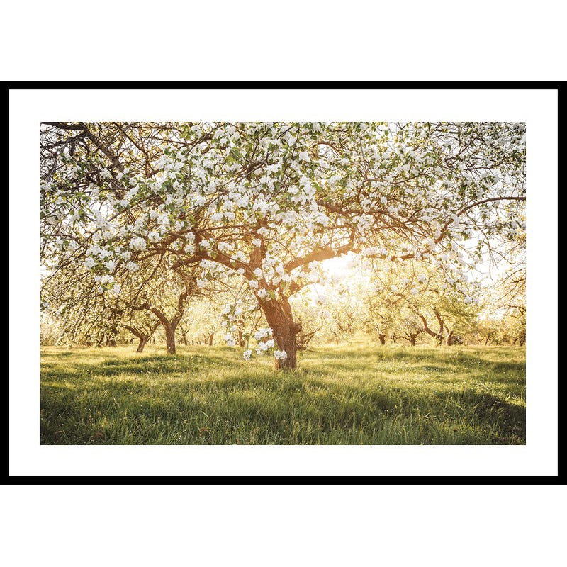 Poster Gallerix Blossom Meadow
