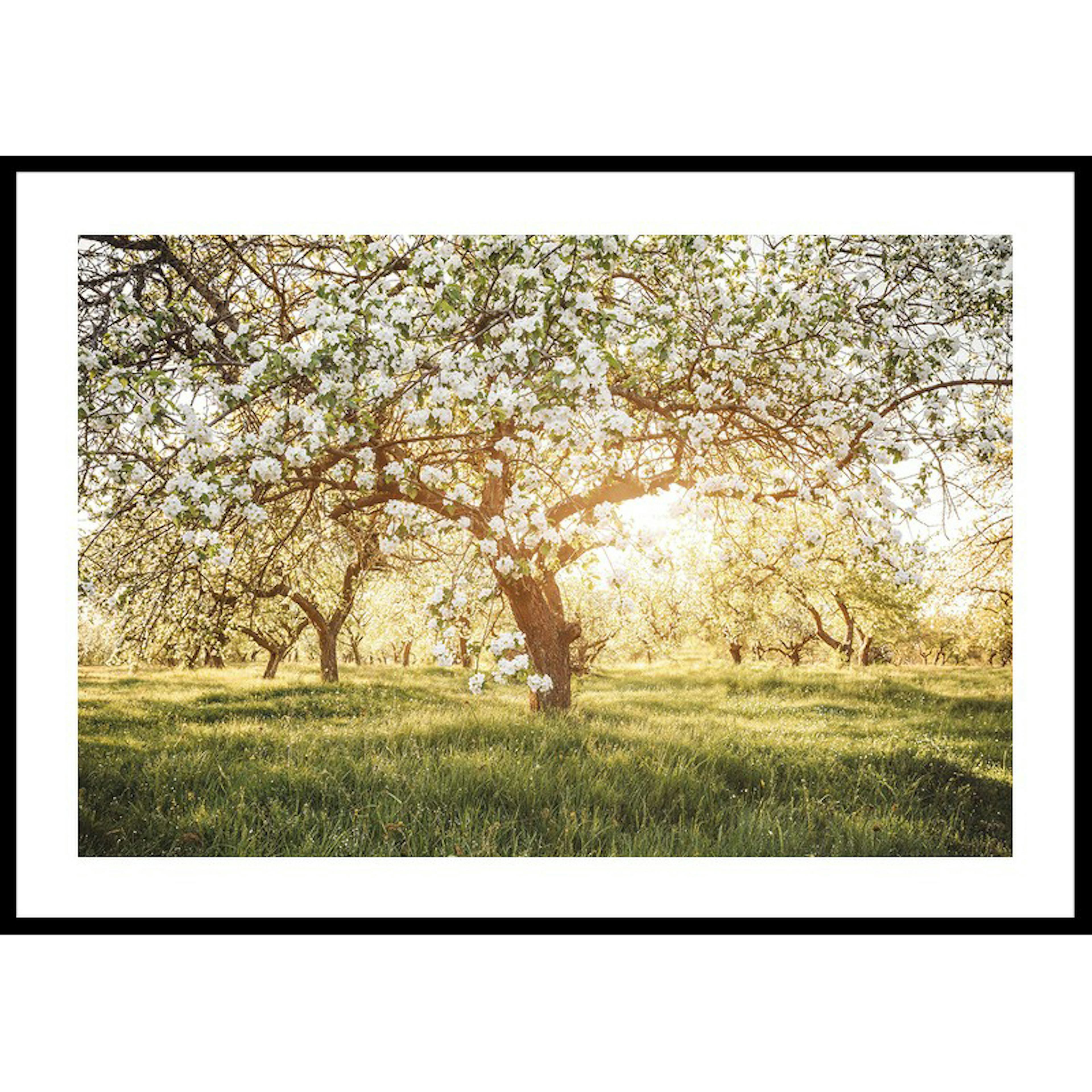 Poster Gallerix Blossom Meadow