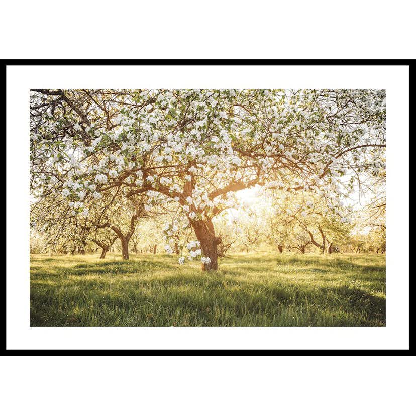 Poster Gallerix Blossom Meadow