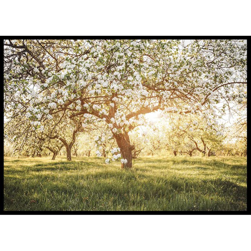 Poster Gallerix Blossom Meadow