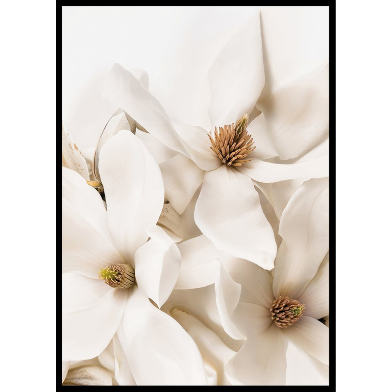 Poster Gallerix Magnolia Dream