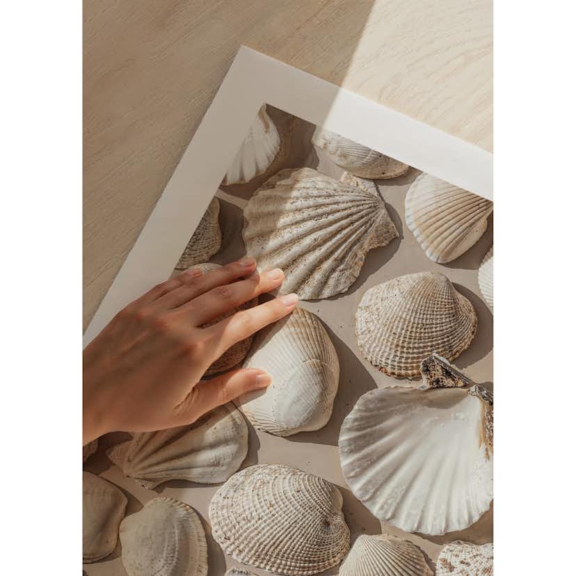Poster Gallerix Coastal Seashell Medley