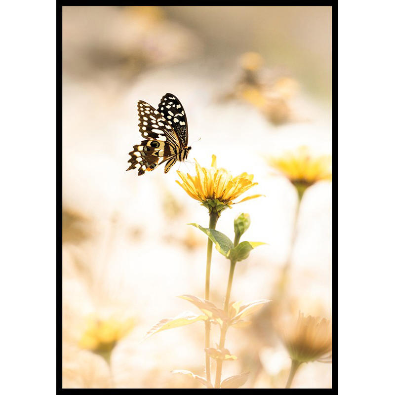 Poster Gallerix Butterfly Bliss