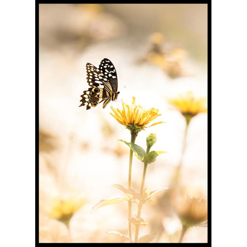 Poster Gallerix Butterfly Bliss