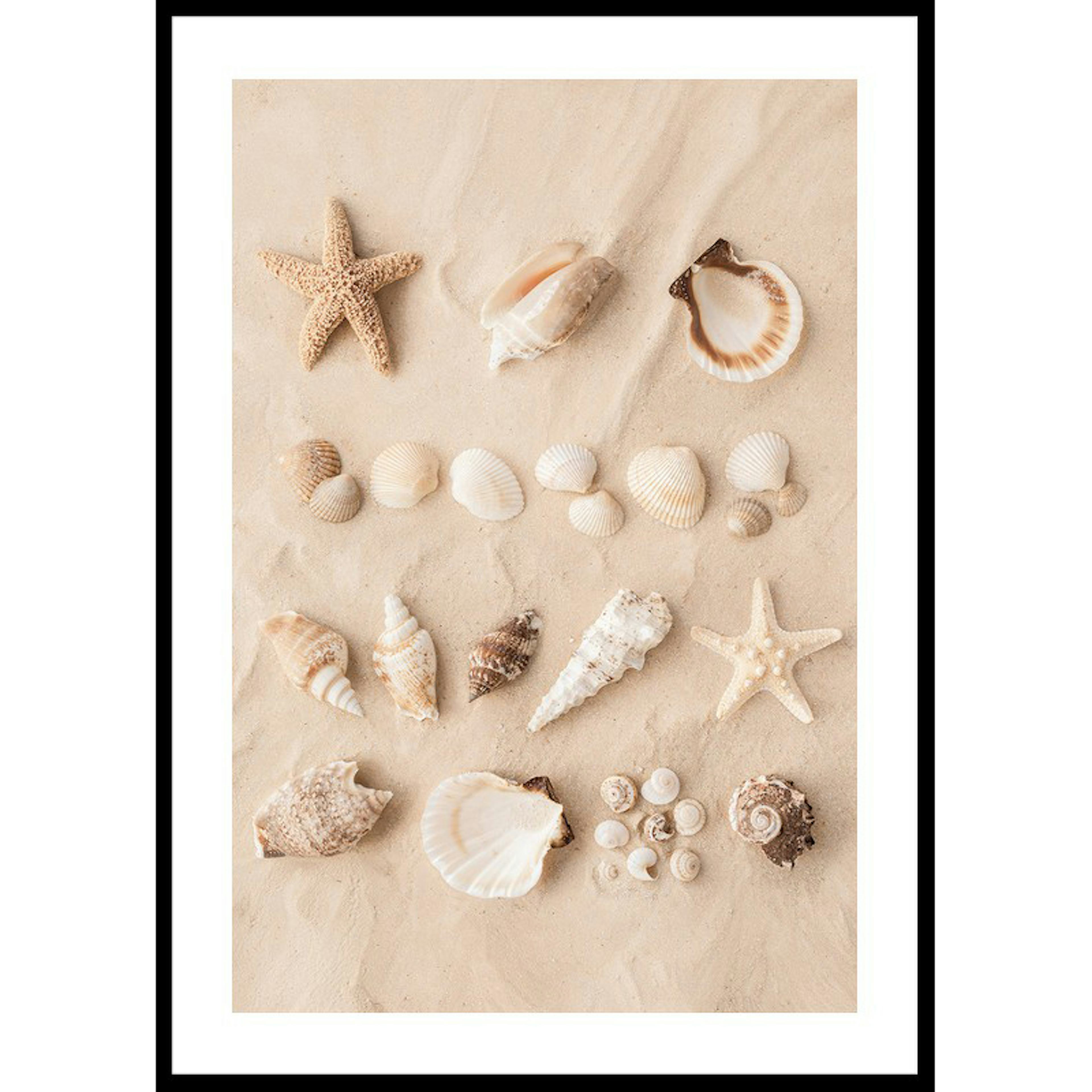 Poster Gallerix Coastal Shells