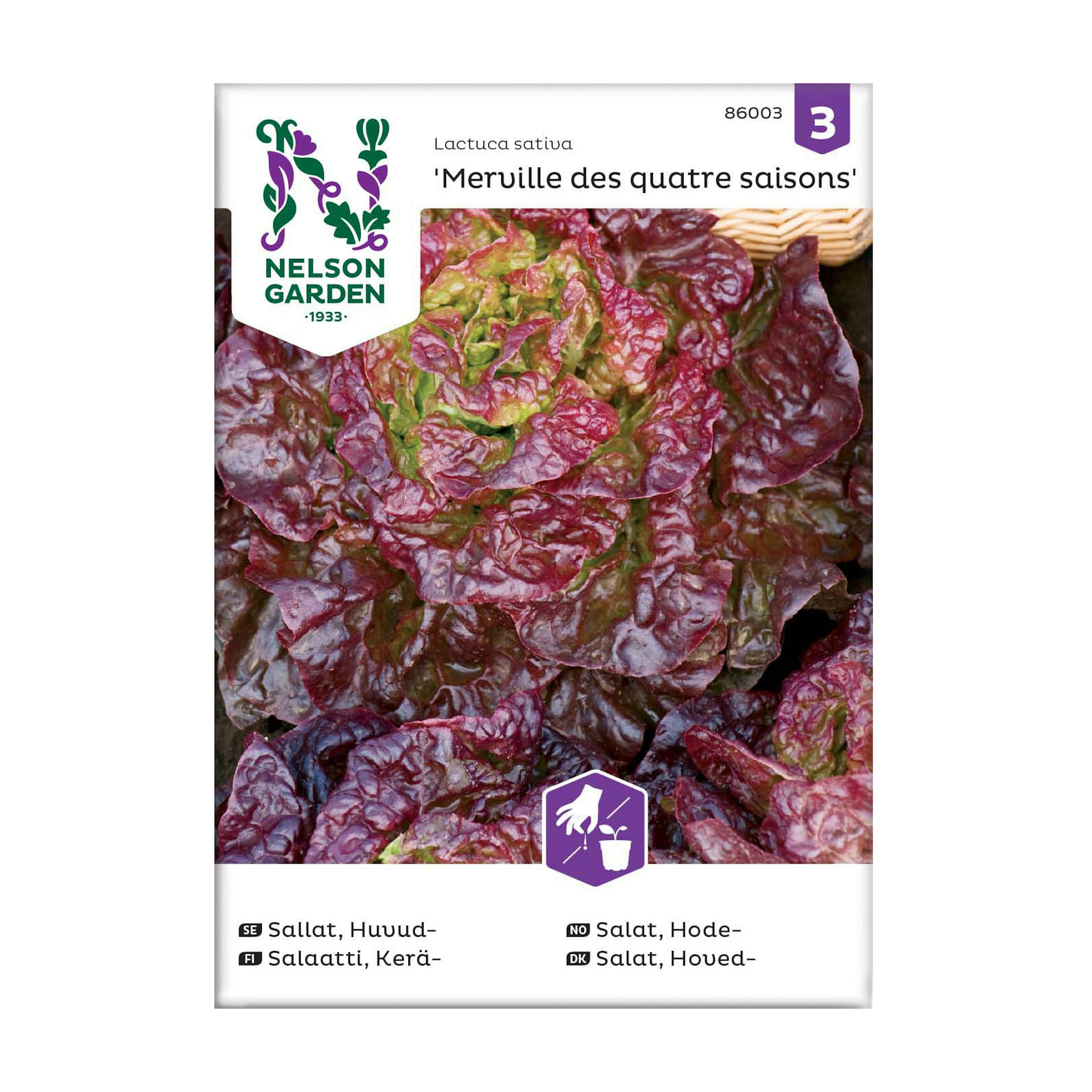 Frö Huvudsallat Nelson Garden Merveille des quatre sai