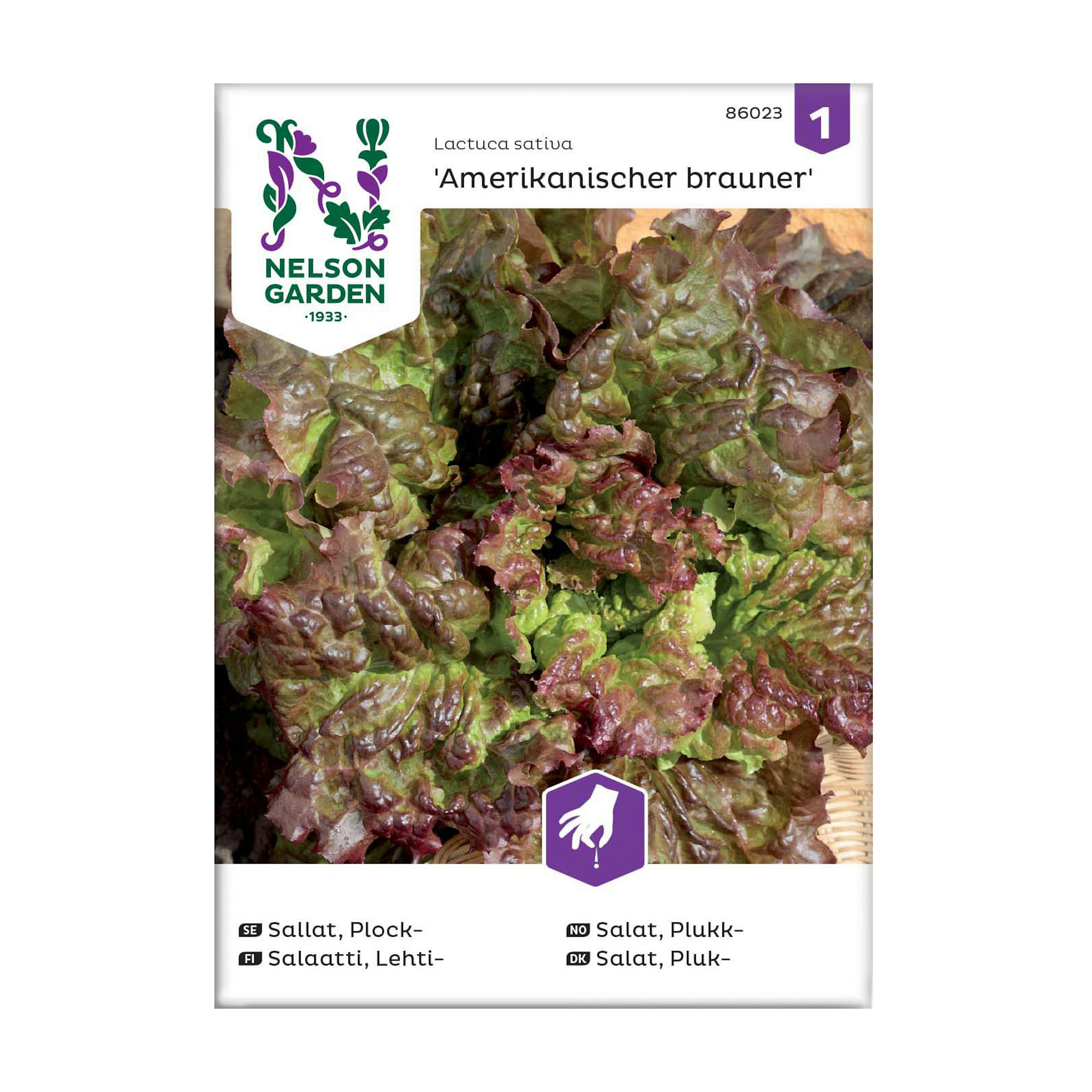 Frö Plocksallat Nelson Garden Amerikanischer brauner