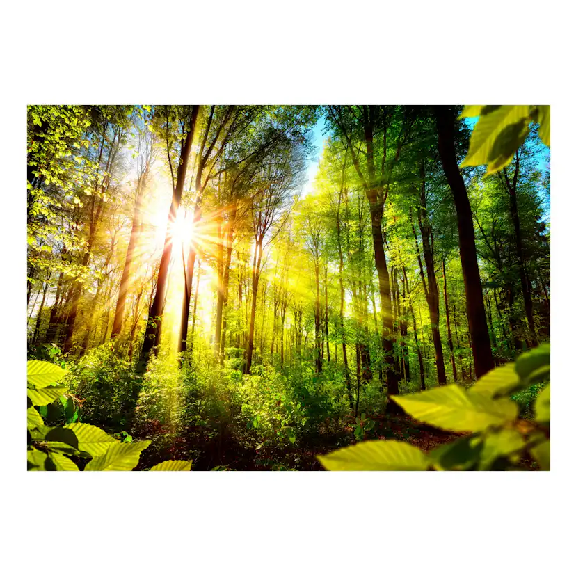 Fototapet Arkiio Självhäftande Forest Hideout