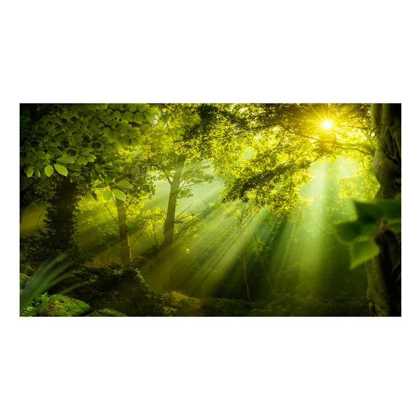 Fototapet XXL Arkiio In a Secret Forest II 500x280 cm