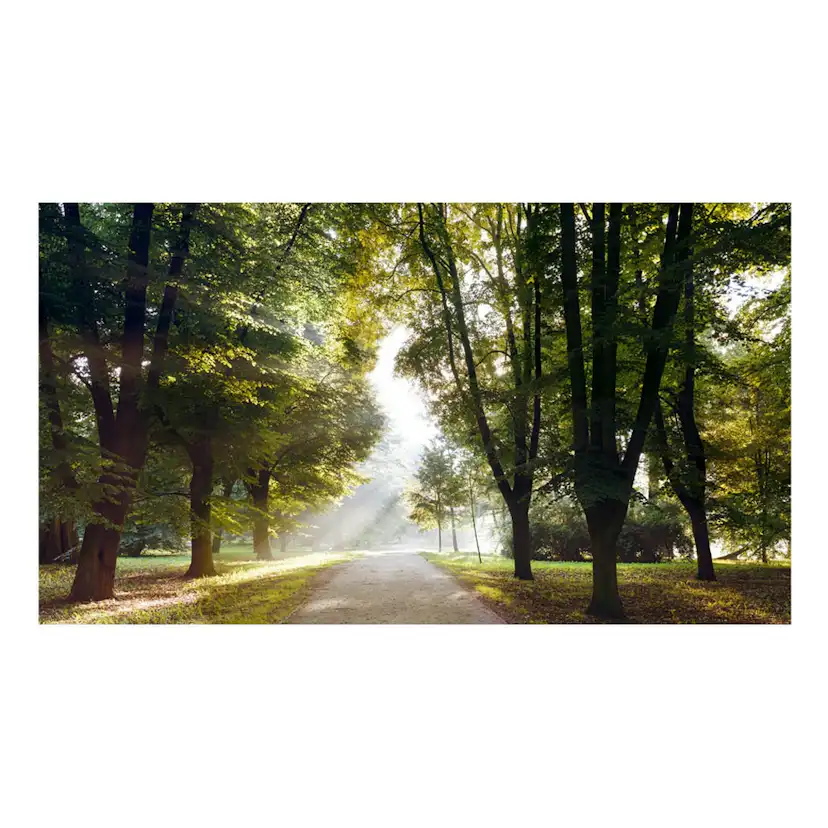 Fototapet Arkiio Självhäftande Morning Walk II 490x280