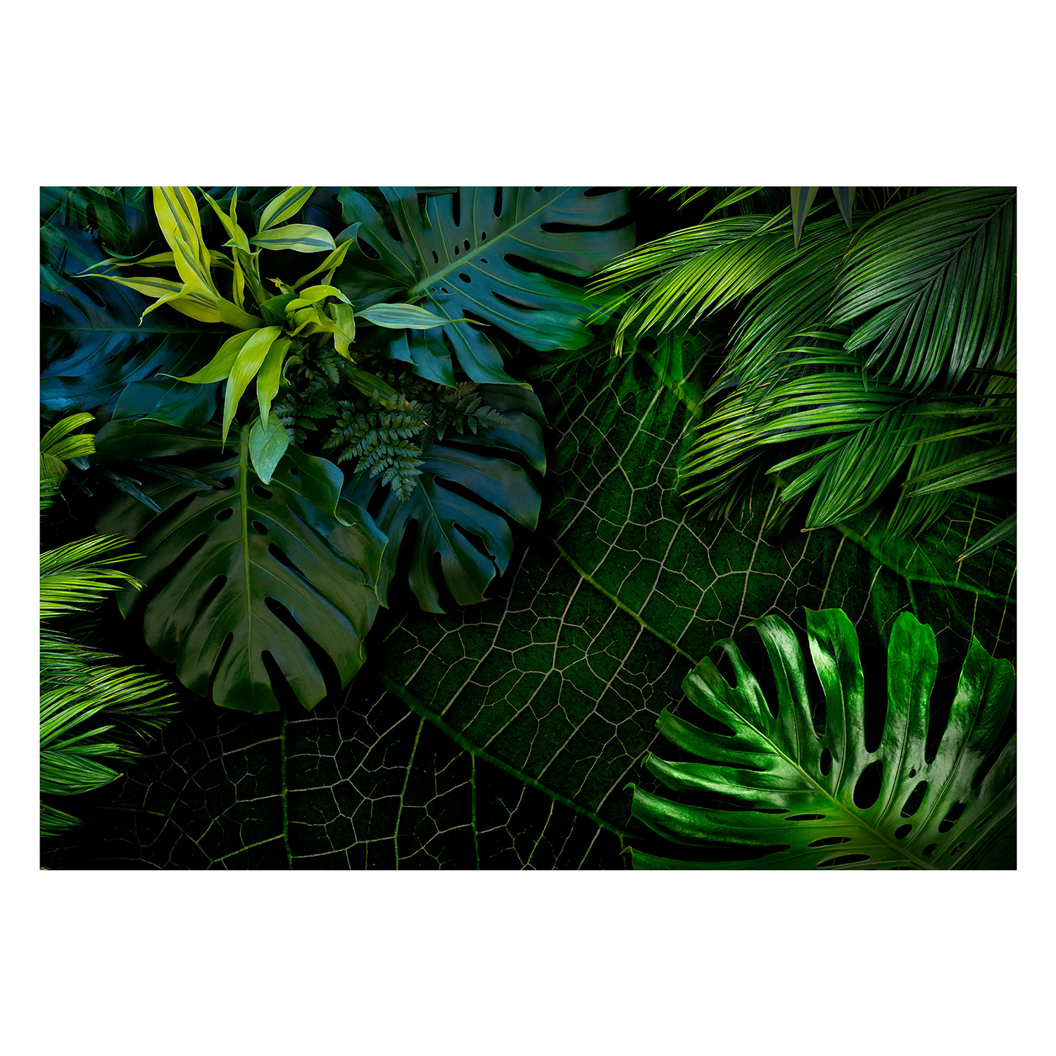 Fototapet Arkiio Dark Jungle 450x315 cm