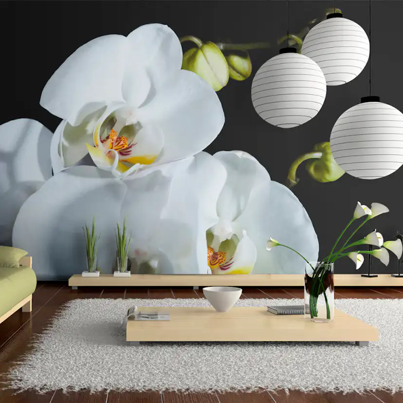 Fototapet Arkiio Phalaenopsis 450x270 cm