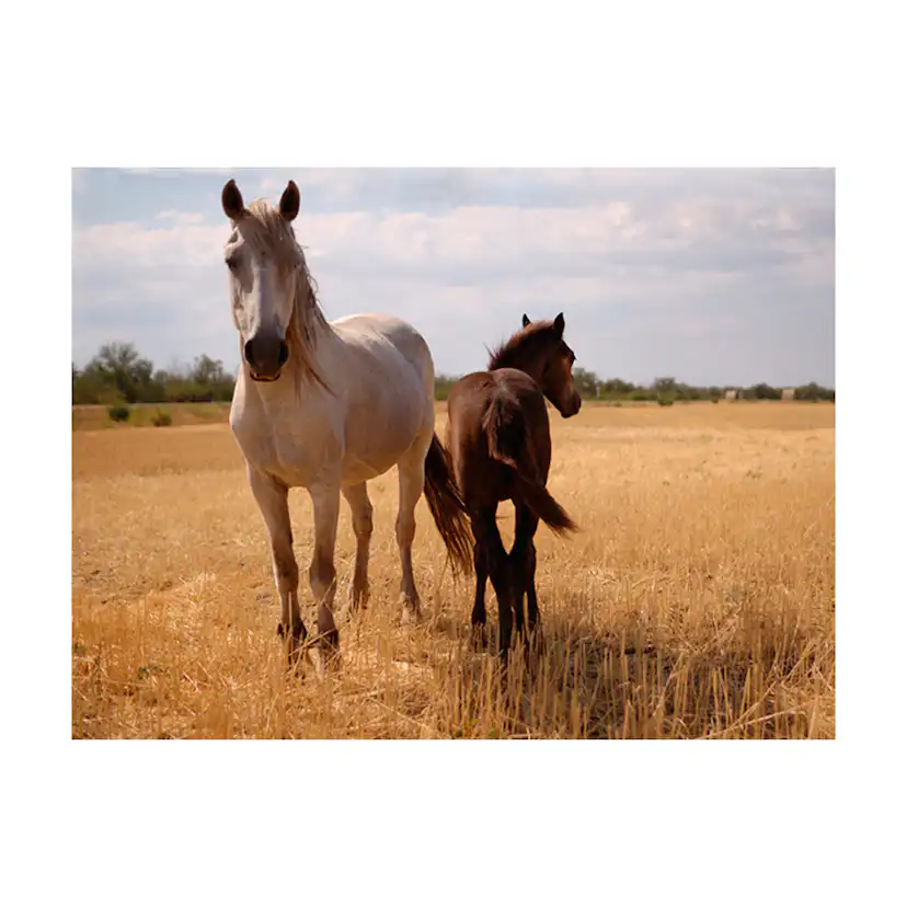 Fototapet Arkiio Horse And Foal