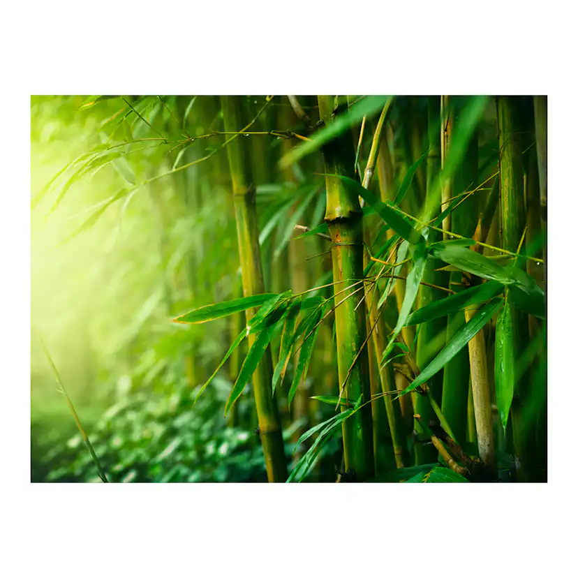 Fototapet Arkiio Jungle Bamboo