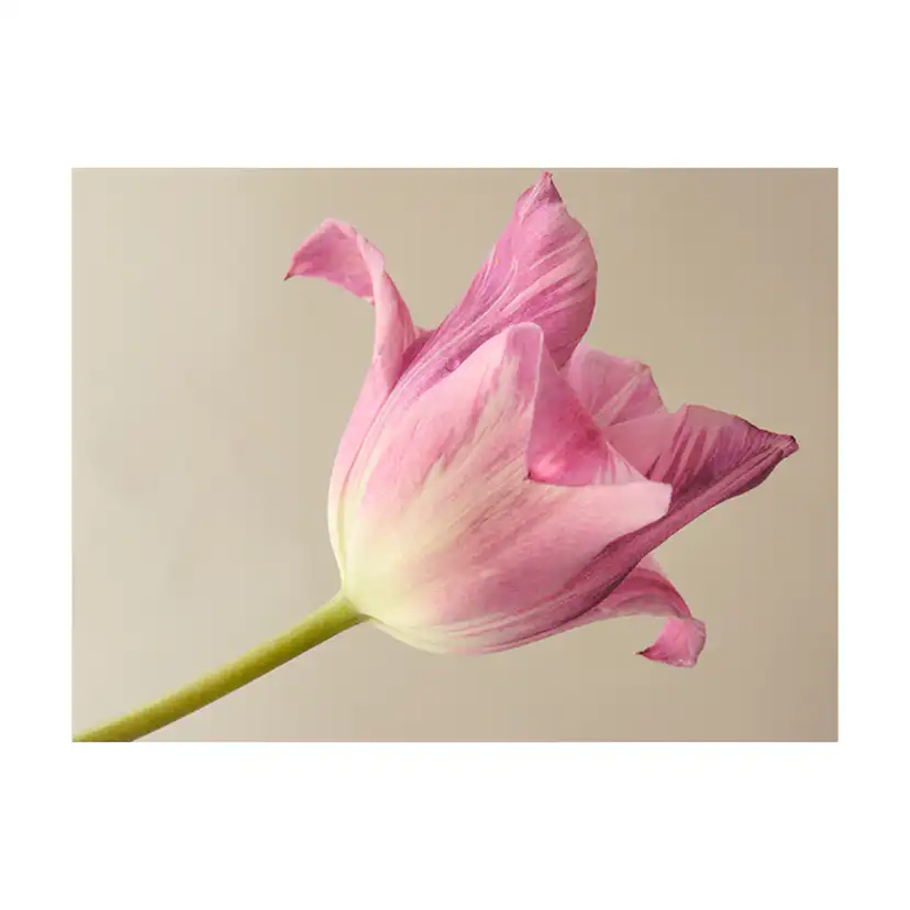 Fototapet Arkiio Pink Tulip