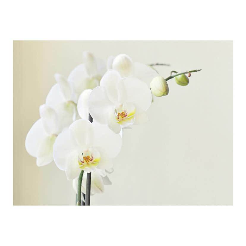 Fototapet Arkiio Orchidwhite