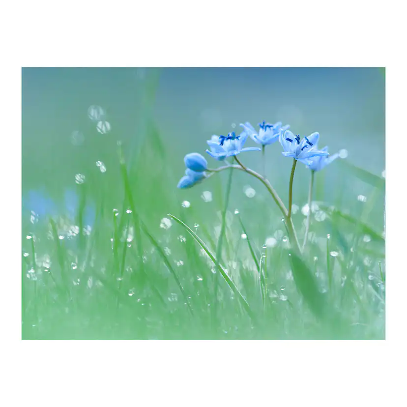 Fototapet Arkiio En Äng I Gryningen