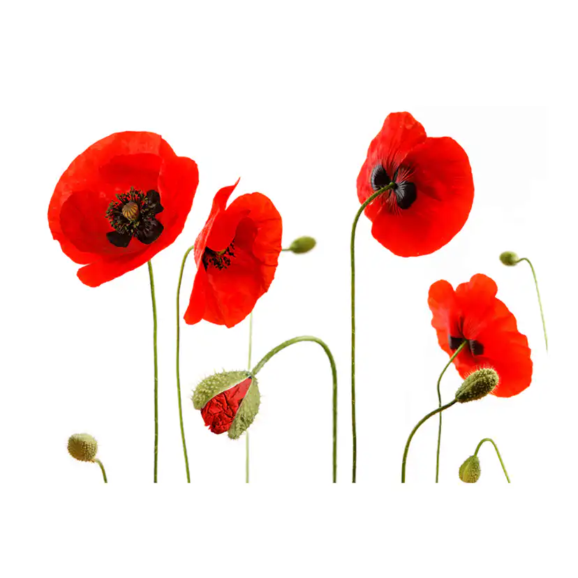 Fototapet Arkiio Röda Vallmor, Sommartid Reminiscens