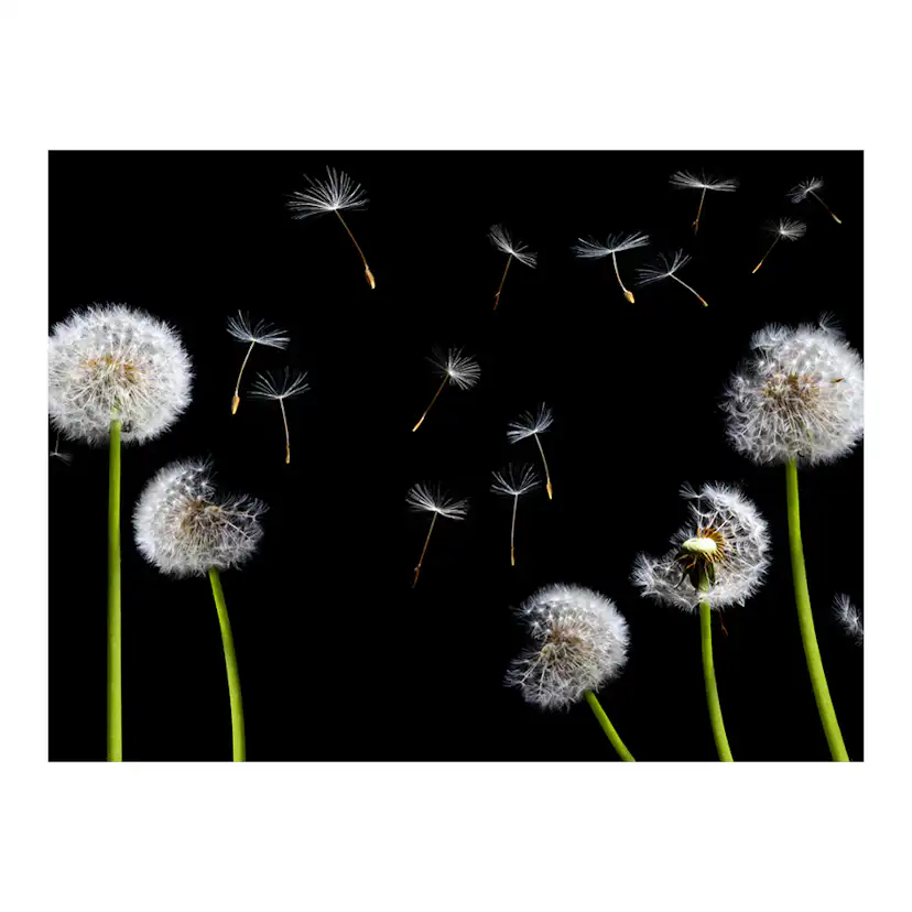 Fototapet Arkiio Maskrosor I Vinden