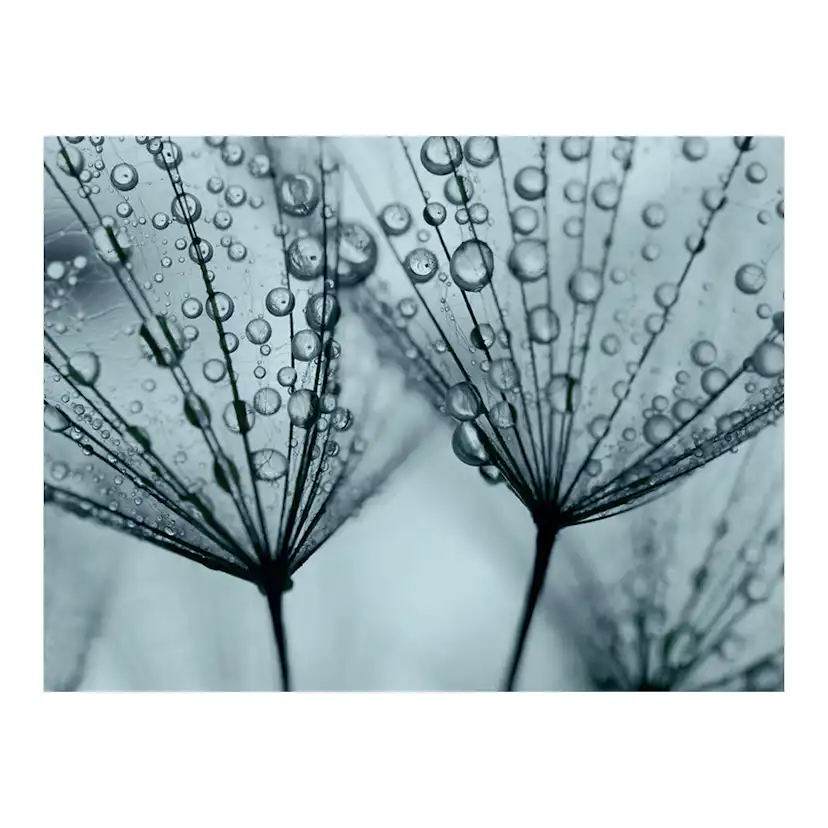 Fototapet Arkiio Turkos Maskros