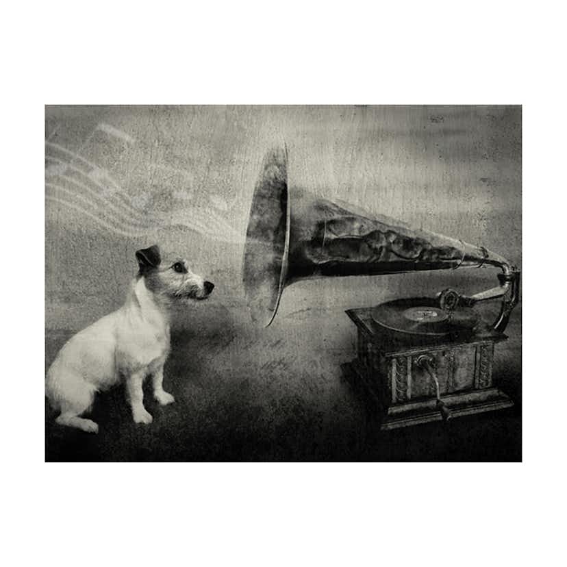 Fototapet Arkiio Dog's Melodies