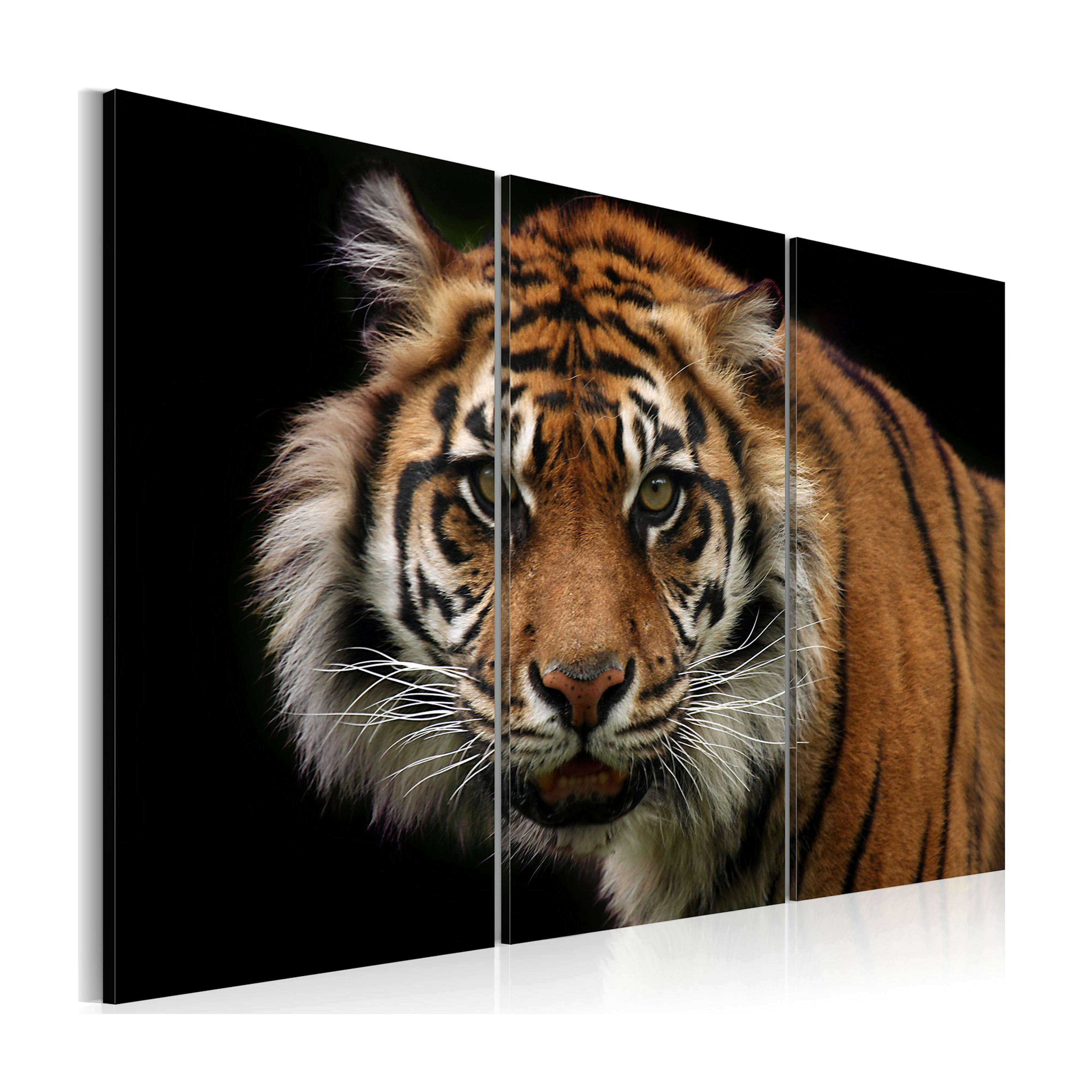 Tavla Arkiio A Wild Tiger